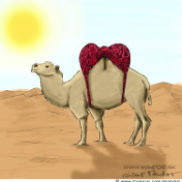 Camel
