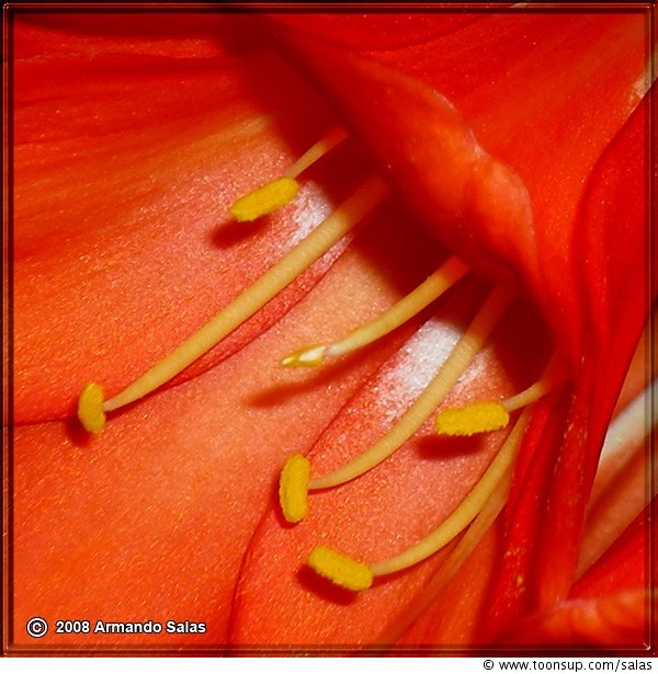 Anderes: Essence of life 1