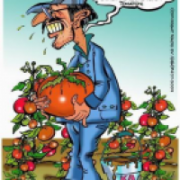 Tomatenbauer