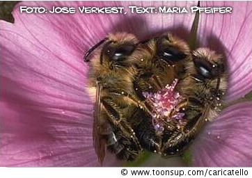 Illustration: Beschwippste Bienchen 2