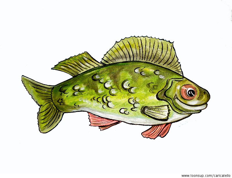 Illustration: FischExperimente 2