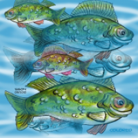 FischExperimente