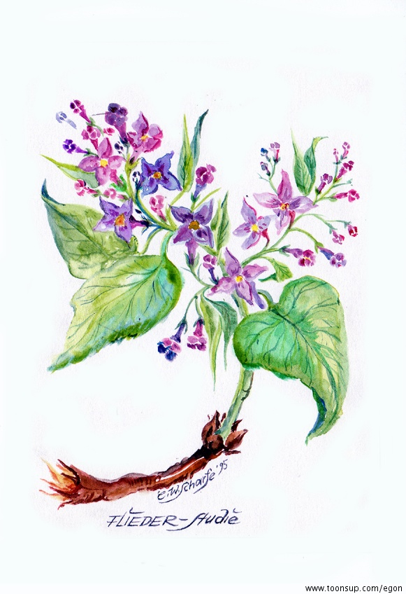 Illustration: Fliederstudie 1995 1