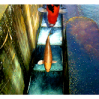 Gold Fishing