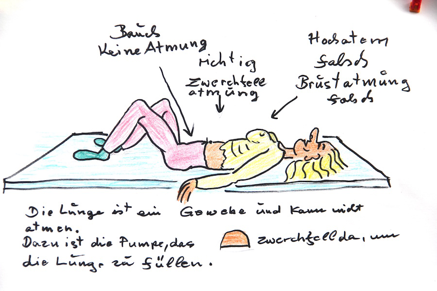 Illustration: Das Zwerchfell 1