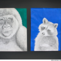 Gorilla und Waschbär