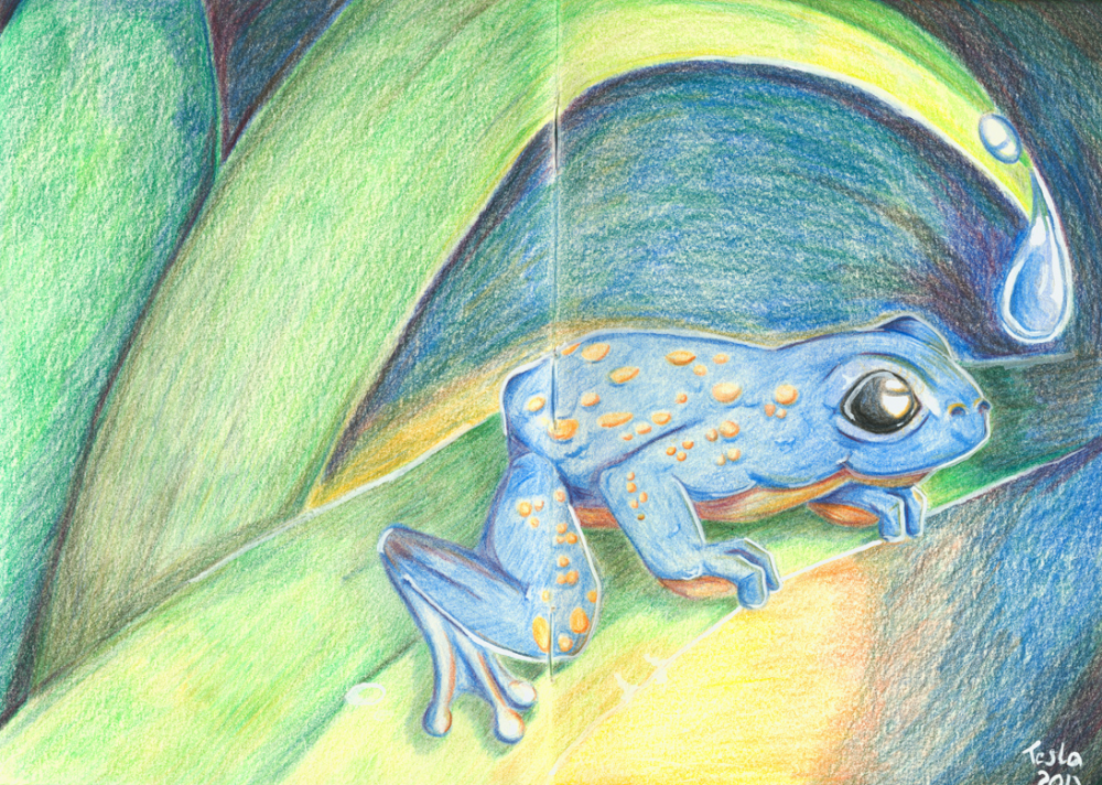 Illustration: Fröschli 1