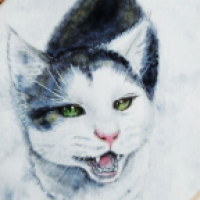 Findus im Schnee