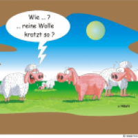 VOLL SCHAAF