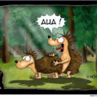 AUA