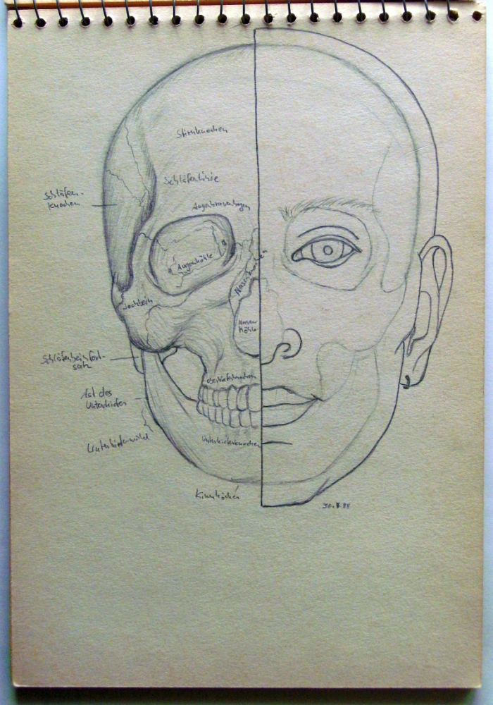 Illustration: Schädel 3