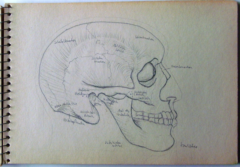 Illustration: Schädel 4