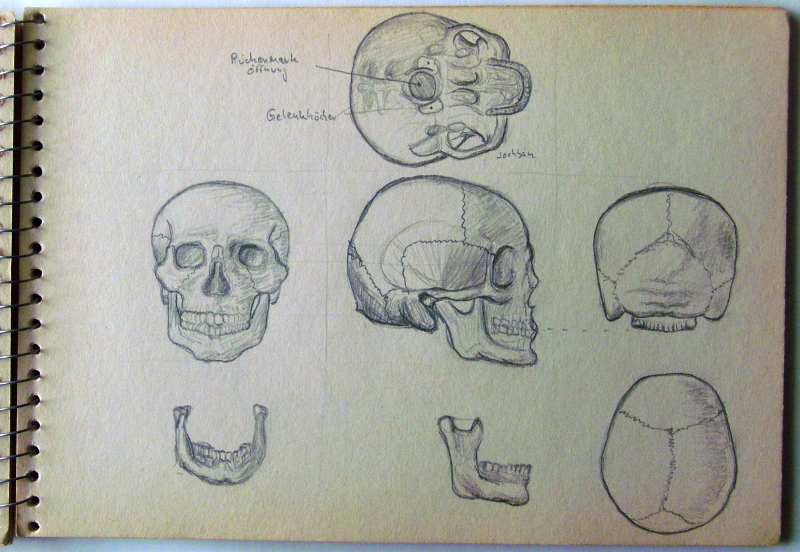 Illustration: Schädel 5