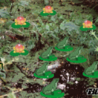 Froschkonzert