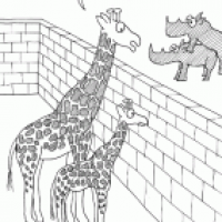 Giraffen & Nashörner
