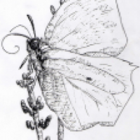Schmetterling