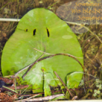 Strandgut