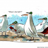 birds baseball