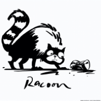 Racoon