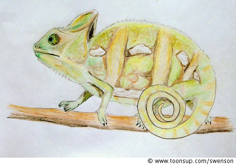 Illustration: Jemen Chamäleon 1