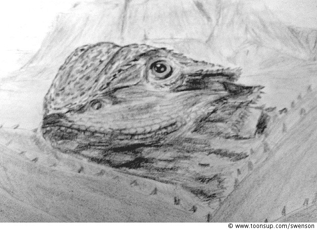 Illustration: Bartagame mal in grau 1