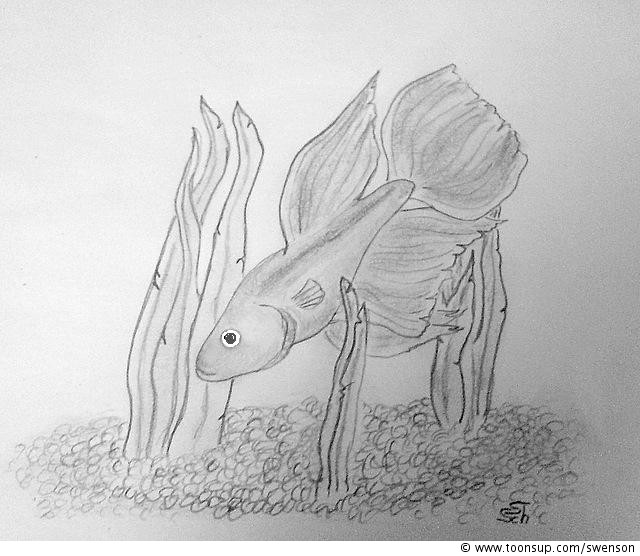 Illustration: Kampffisch 1