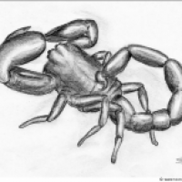 Kaiser-Scorpion