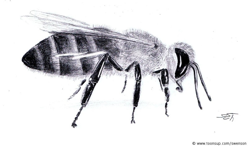 Illustration: Apis mellifera 1