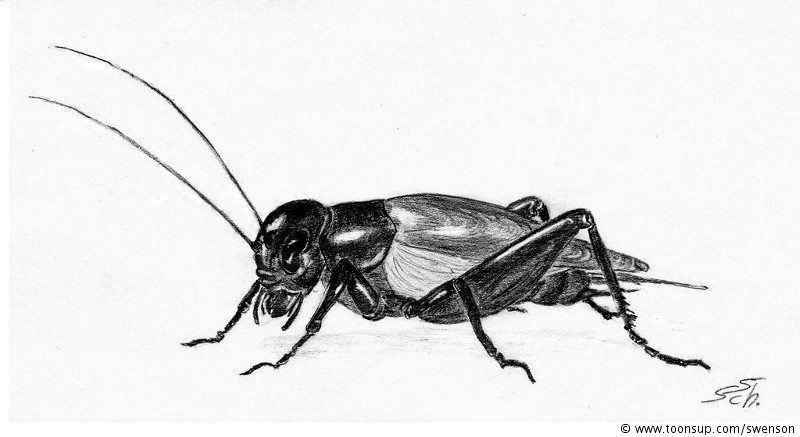 Illustration: Gryllus bimaculatus 1
