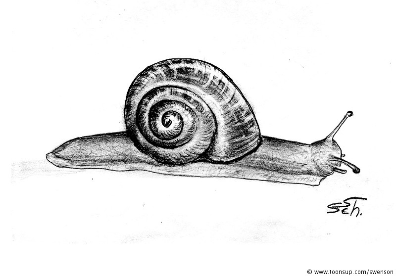 Illustration: Helix pomatia 1