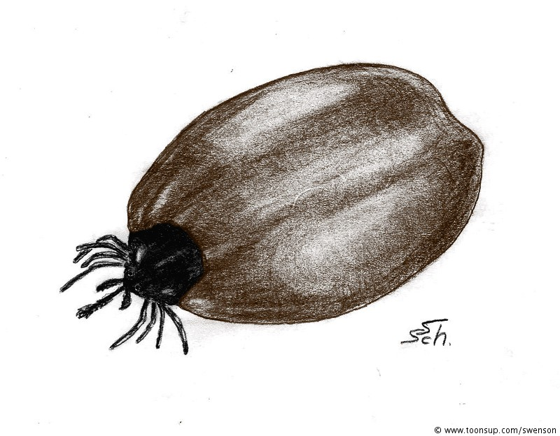 Illustration: Ixodes ricinus 1