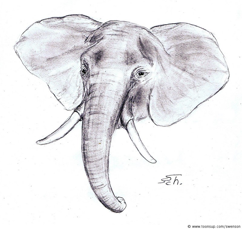 Illustration: Loxodonta africana 1
