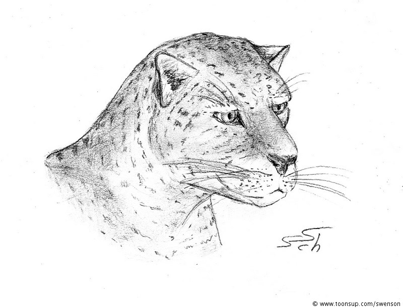 Illustration: Panthera pardus 1