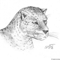Panthera pardus