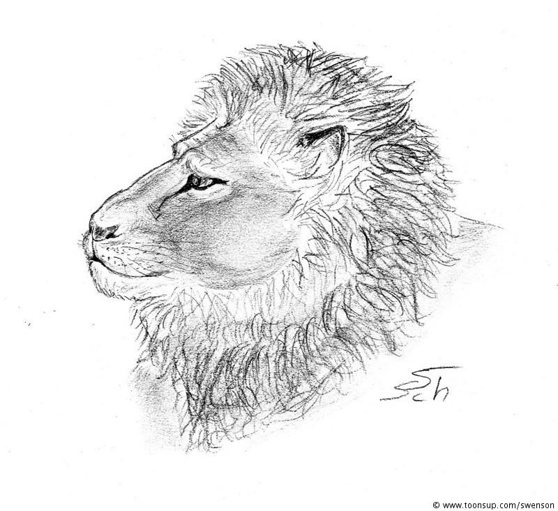 Illustration: Panthera leo 1