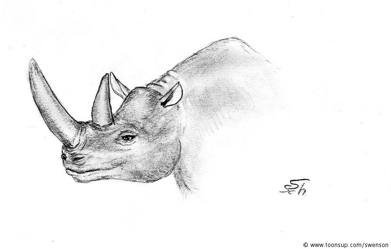Illustration: Diceros bicornis & Syncerus caffer 1