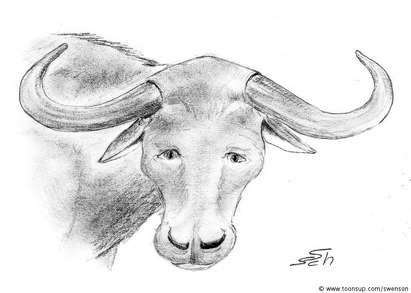 Illustration: Diceros bicornis & Syncerus caffer 2