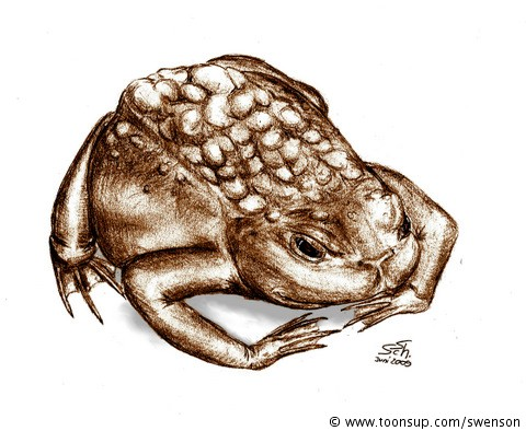Illustration: Bufo bufo 1