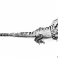Physignathus lesueurii