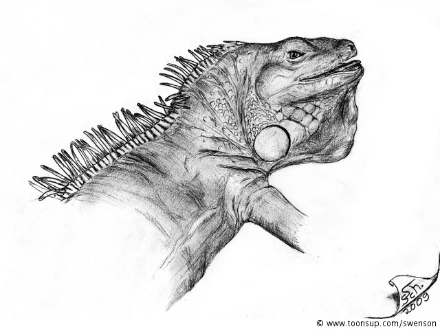 Illustration: Iguana iguana 1
