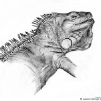 Iguana iguana