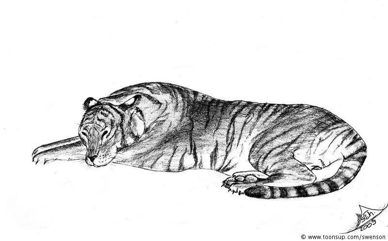 Illustration: Panthera tigris tigris 1