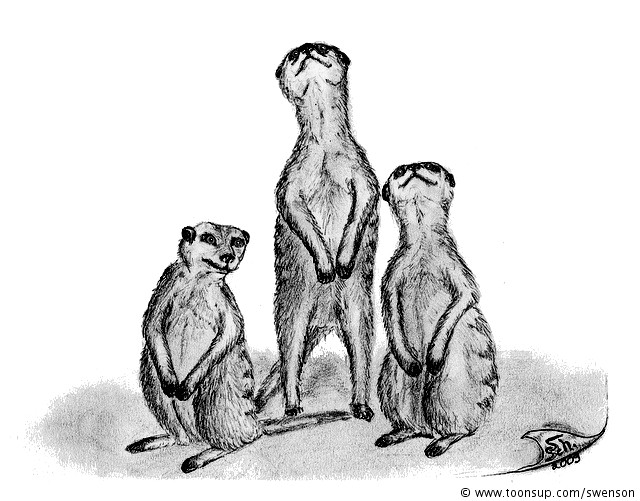 Illustration: Suricata suricatta 1