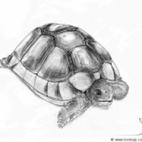 Testudo marginata
