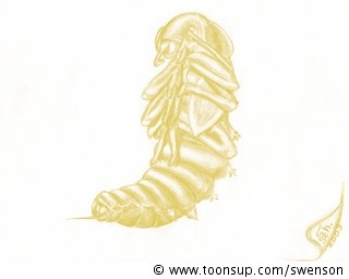 Illustration: Zophoba morio (Puppe) 2.Chance 1
