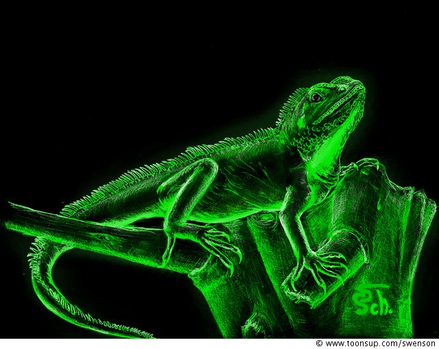Illustration: Physignathus cocincinus 2.Chance 1