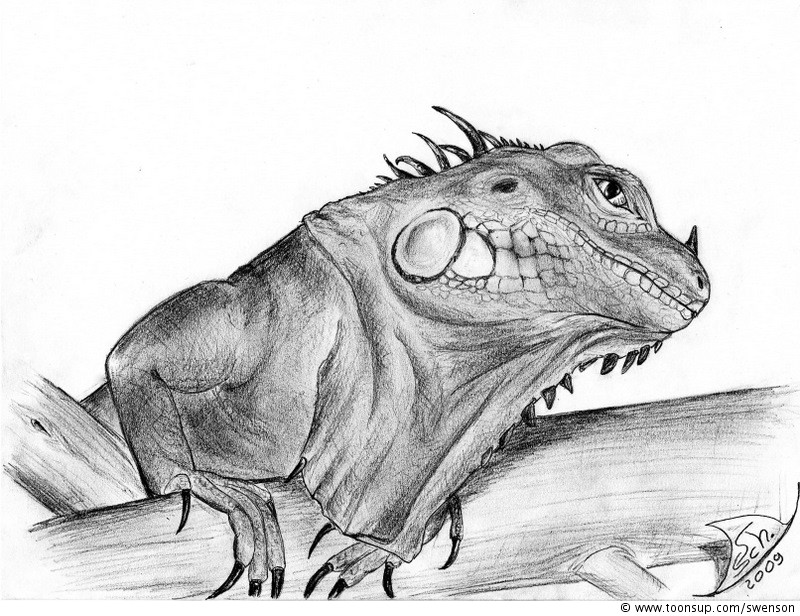Illustration: Iguana iguana rhinolopha 1