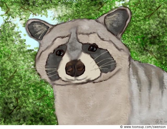 Illustration: waschbär 1