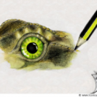 The eye of Speedy (2.Chance)
