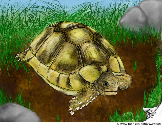 Illustration: Testudo marginata in Farbe (2.chance) 3